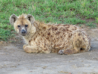 Hyena