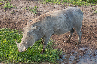 Warthog