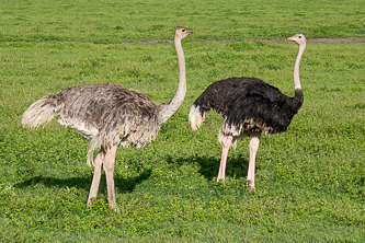 Ostrich