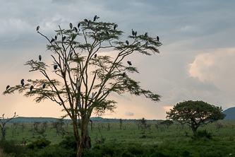 Marlboro storks