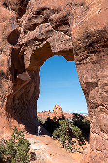 Pine Tree Arch