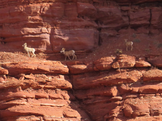 Bighorn Sheep