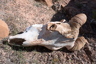 Bighorn sheep skull