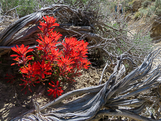 Indian Paintbrush