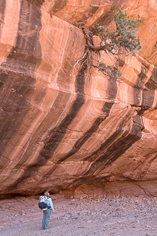 Amazing hanging juniper!