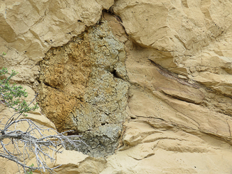 Petrified root wad in the cliff wall