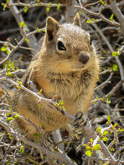 National park greeting committee