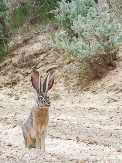 Jackrabbit