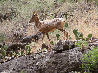 A bighorn sheep walked by as we rested at the spring