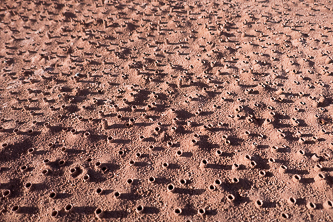 Insect homes in the dirt road