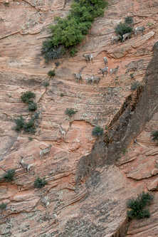 Sixteen bighorn sheep