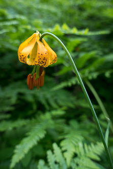 Tiger Lily