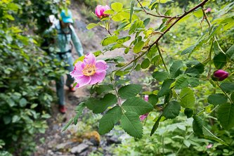 Nootka Rose