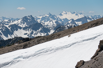 A mountain goat on the next ridge. It ended up following us for a few miles.