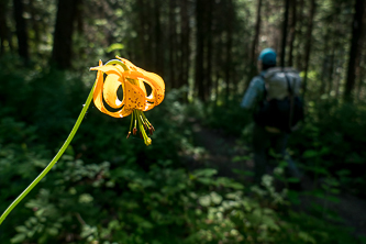 Tiger Lily