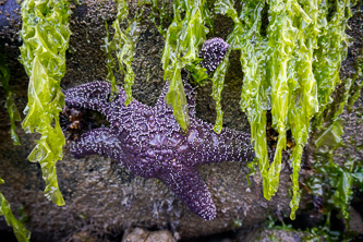 One of the few starfish we saw.  Likely due to the starfish wasting syndrome.