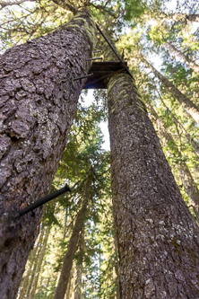 A treehouse hunter's blind?