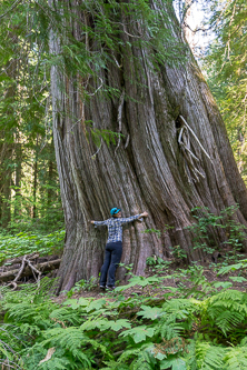 A few cedars joined into one giant!