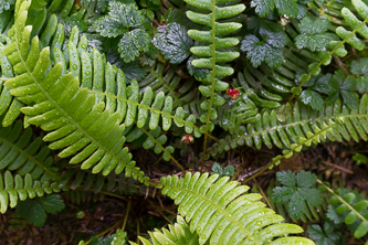 Deer Fern and Creeping Raspberry