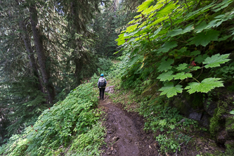 Devils Club above the PCT