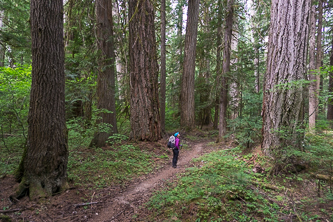 Old growth in the Suiattle Valley