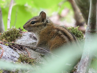 Chipmunk