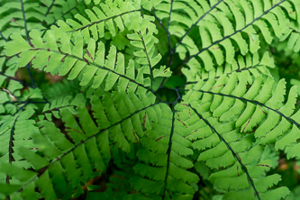 Maidenhair Fern