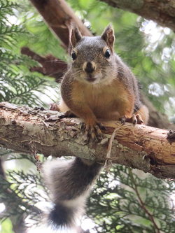 Douglas Squirrel