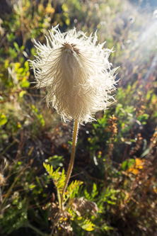 Pasque Flower