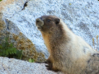 Marmot