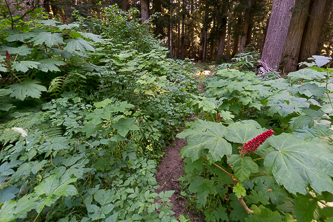 White River Trail