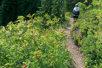 Sitka Mountain Ash