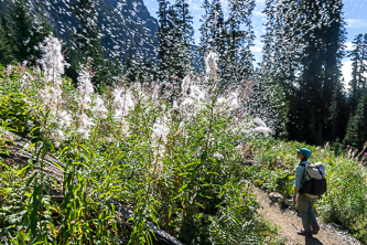 Fireweed blizzard