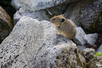 Pika!