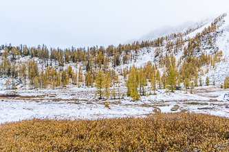 Willows and larch