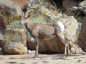 Bighorn sheep ewe