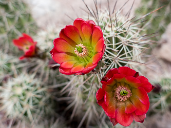 Hedgehog cactus