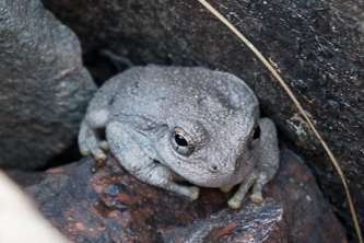 Tree frog