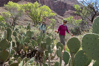 Prickly pears!