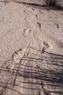 Beaver tracks