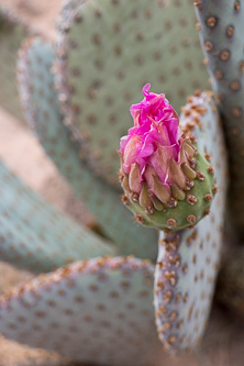 Beavertail cactus