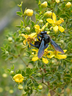 Bee on creosote bush (California carpenter bee?)