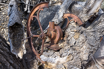 Coffee grinder embedded in a cottonwood