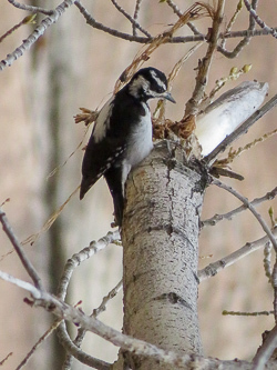 Downy woodpecker
