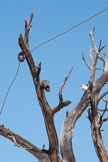 Telegraph wire