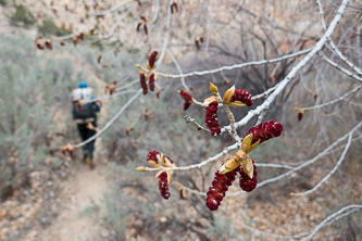 Cottonwood flowers