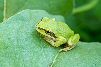 Tree frog