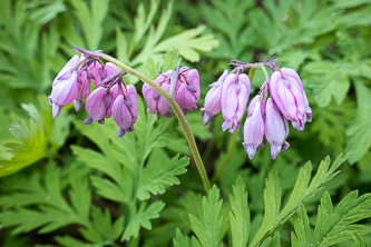 Bleeding Hearts