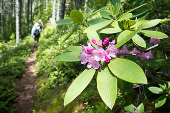 Rhododendron