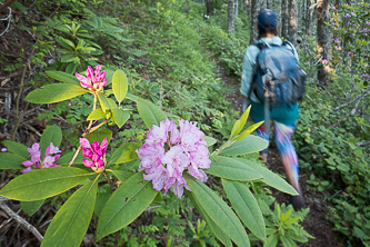 Rhododendrons